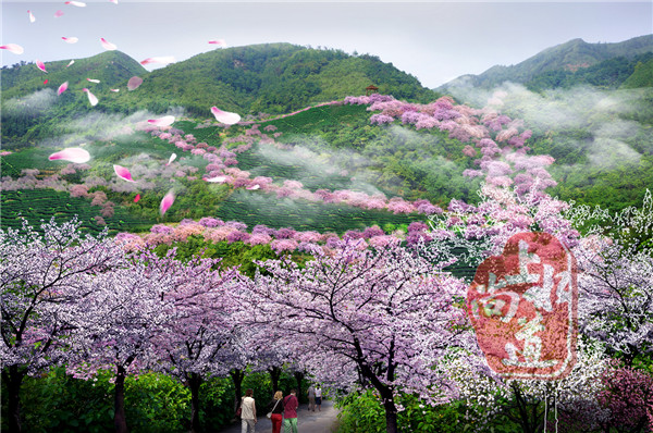 世界的漓江 中國的櫻花 ——桂林普賢大見上水漓江櫻花谷